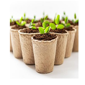 seedling cup