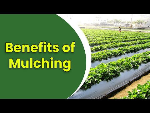 Unveiling the Trials: Overcoming Mulching Hurdles with Ease