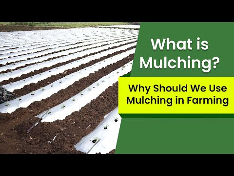 Sustainable Mulching-A Greener Approach to Agriculture
