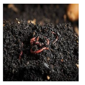 Vermicompost