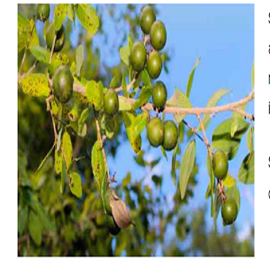 Strychnine Manufacturers