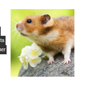 Vertebrate Pest Control