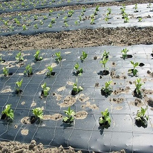 Mulch Film
